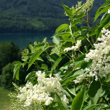 Appartementhaus Grill Appartamento *