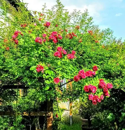 Appartementhaus Grill *