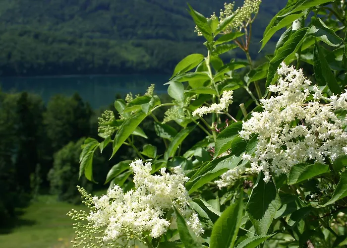 Appartementhaus Grill Appartement *